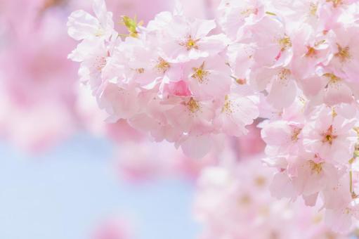 Cherry Blossom is fully bloomed at Tokyo 2023